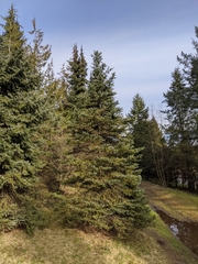 Picea