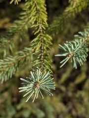 Picea