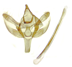 Synglochis perumbraria