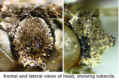 Synglochis perumbraria