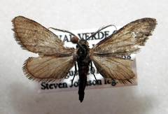 Synglochis perumbraria