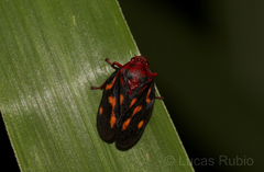 Mahanarva rubropicta