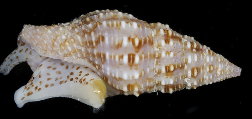 Prodotia iostoma observed 2017-05-27