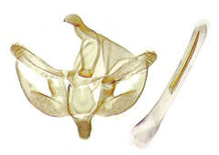 Synglochis perumbraria