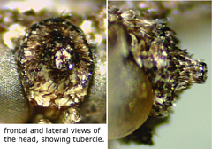 Synglochis perumbraria