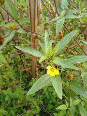 Ludwigia peploides montevidensis
