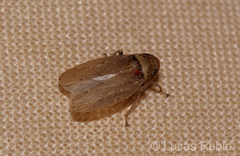 Sordana sordida