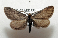 Synglochis perumbraria