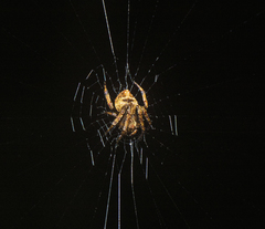 Araneus acuminatus