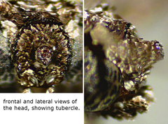 Synglochis perumbraria