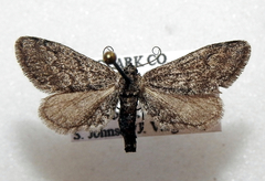 Synglochis perumbraria