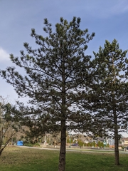 Pinus