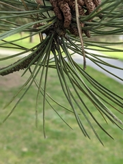 Pinus