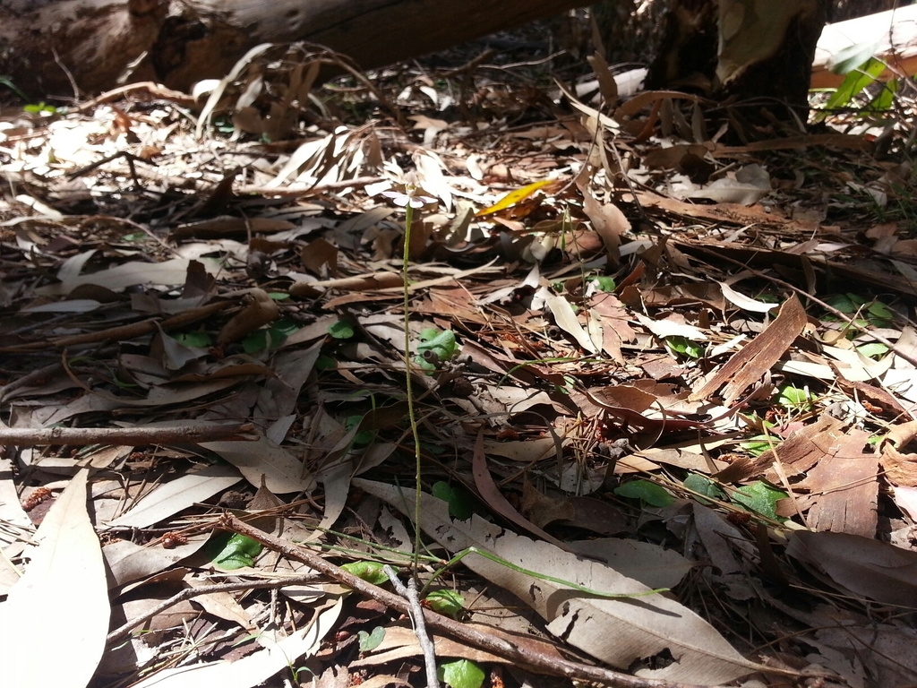 Caladenia prolata