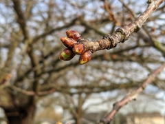 Prunus avium
