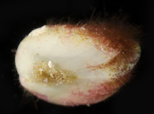 Septifer observed 2017-05-26