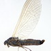 Habroleptoides - Photo (c) Rafael Carbonell Font, some rights reserved (CC BY-NC), uploaded by Rafael Carbonell Font
