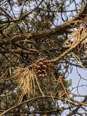 Pinus contorta