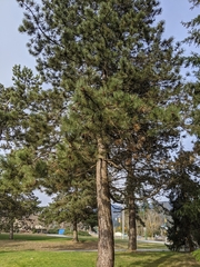 Pinus contorta