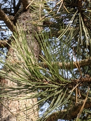 Pinus contorta