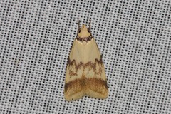 Heteroteucha anthodora