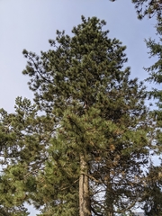Pinus contorta