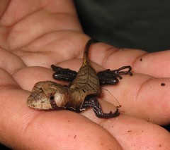 Stenocercus fimbriatus