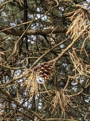Pinus contorta