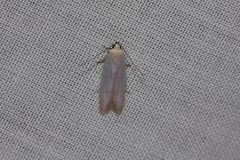 Scieropepla polyxesta