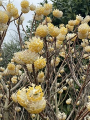 Edgeworthia