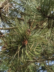 Pinus contorta