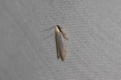 Scieropepla polyxesta