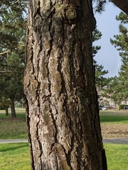 Pinus contorta