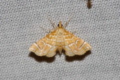 Musotima ochropteralis