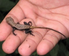 Stenocercus fimbriatus