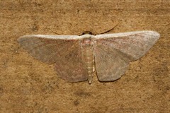 Idaea inversata