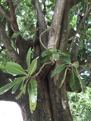 Barringtonia asiatica
