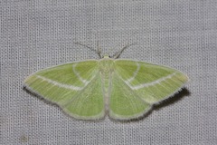 Iulops argocrana