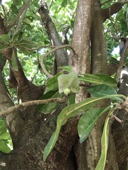 Barringtonia asiatica