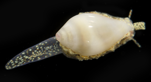 Sulcerato
