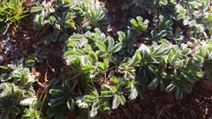 Potentilla hirta