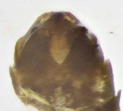 Habroleptoides