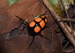 Scaphidomorphus bosci