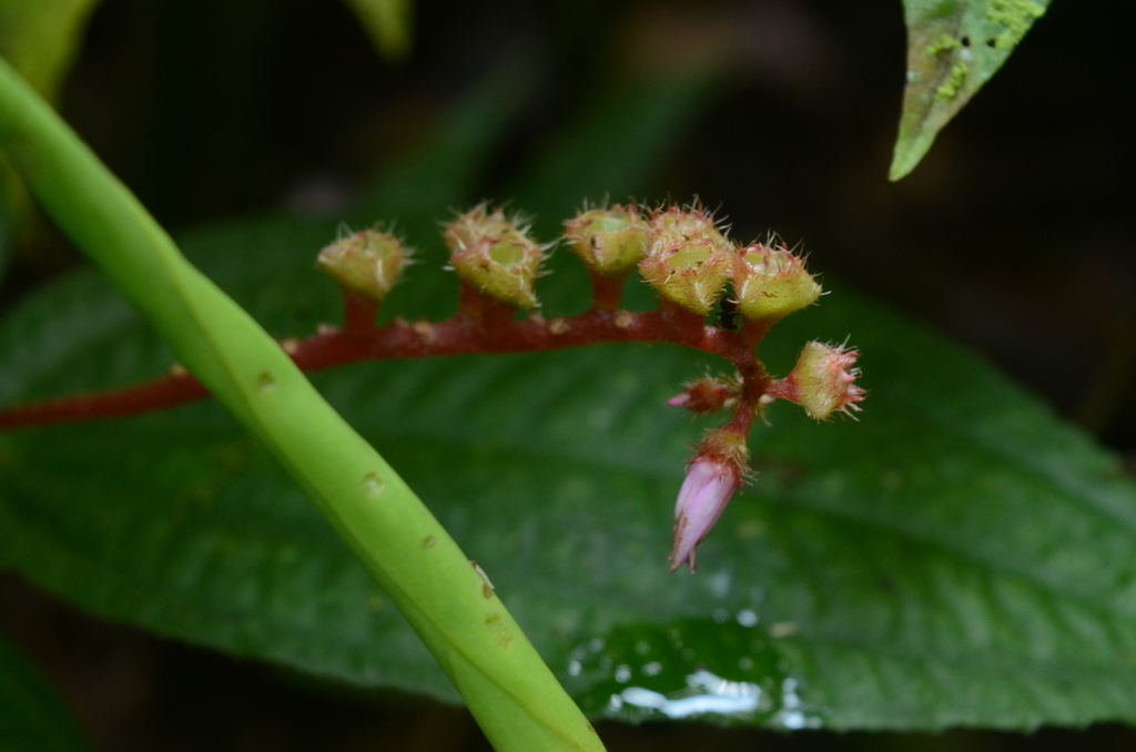 Triolena paleolata