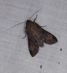 Aegilia describens