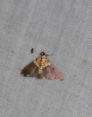Agrotera longitabulata