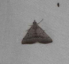 Dichromodes usurpatrix