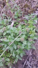 Opercularia ovata