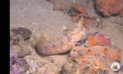 Parablennius tentacularis
