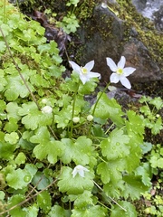 Kumlienia hystricula